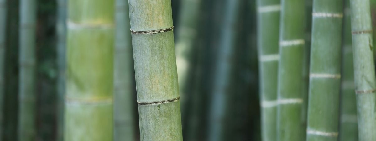 The Basics of Bamboo The Basics of Bamboo